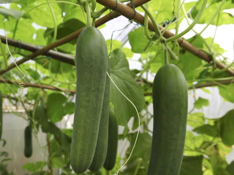 Pruning and trellising techniques