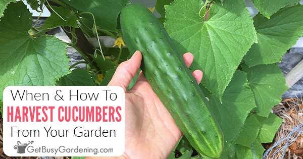 Cucumber Pests: Identification and Natural Pest Control Methods