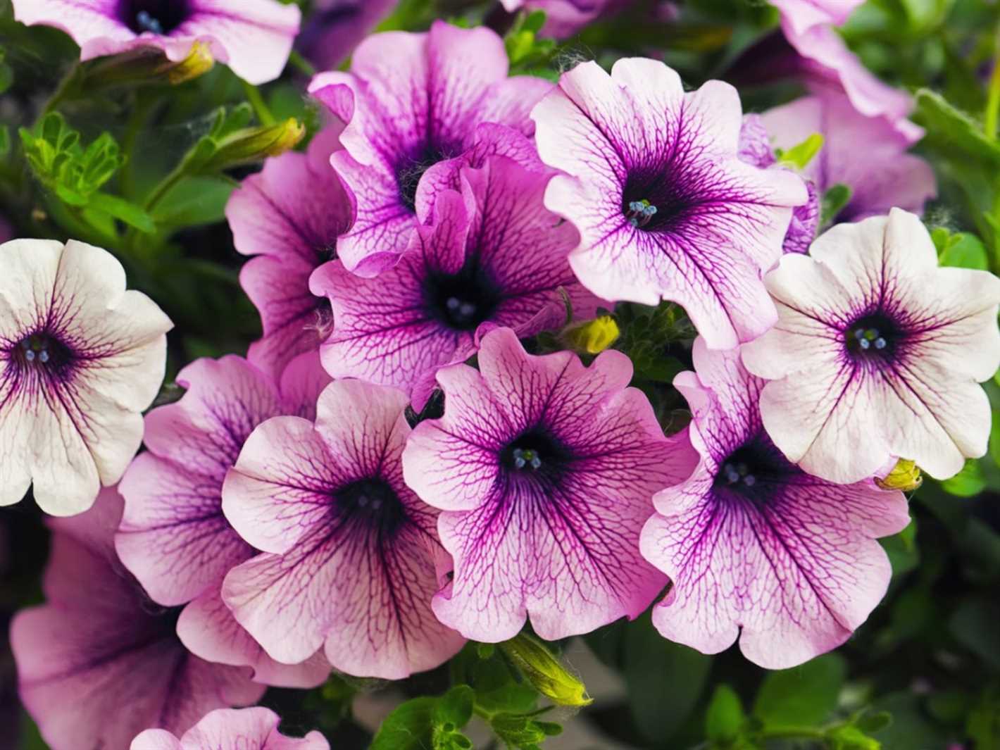 2. Striped and Multicolored Petunias