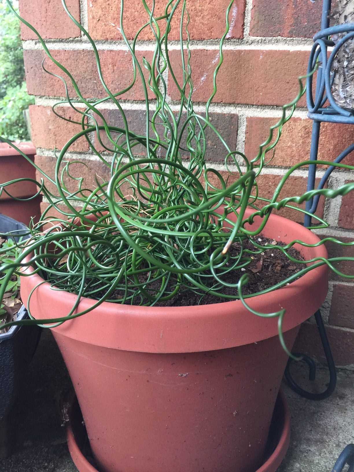 Watering and Fertilizing Curly Plants