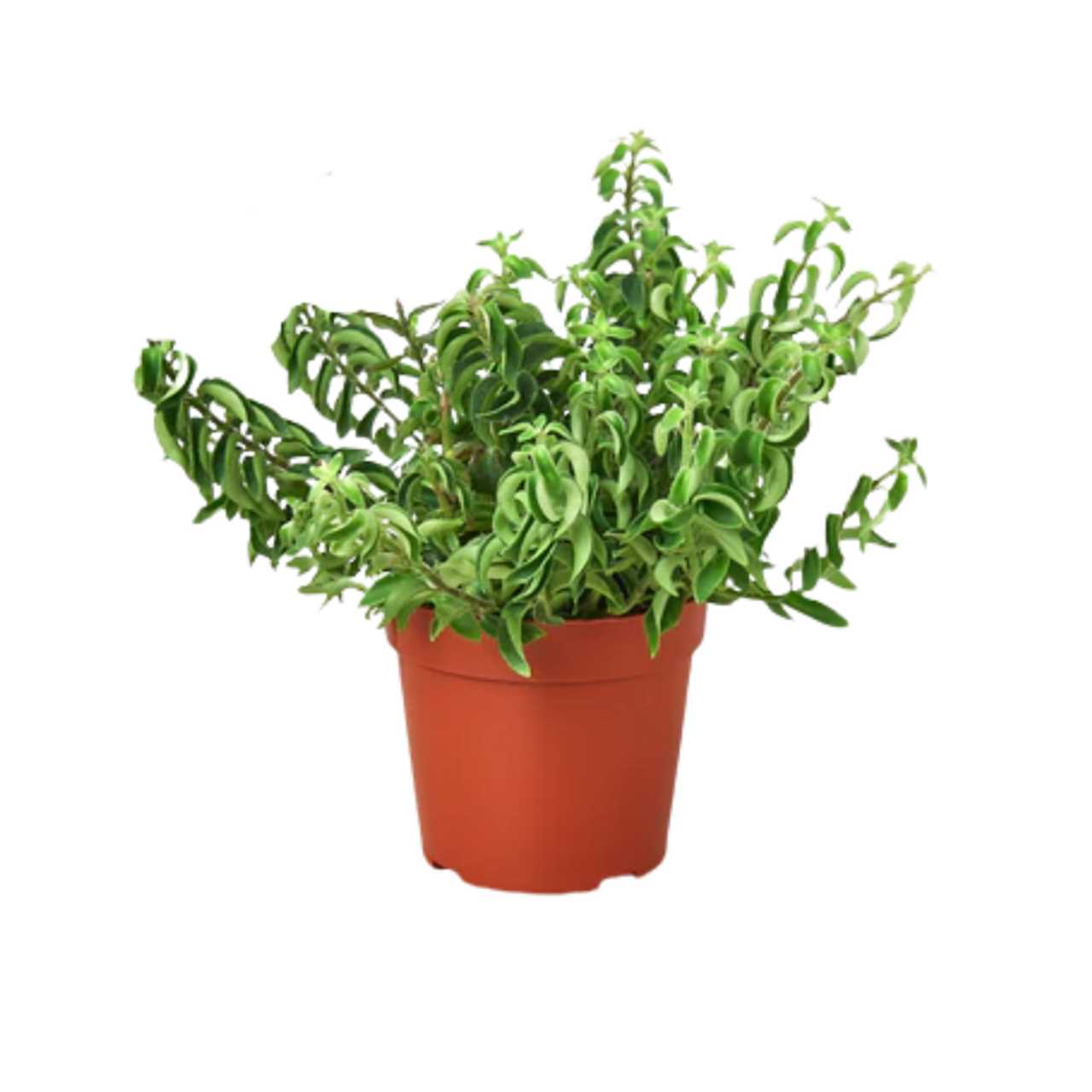 Caring for Curly Plants