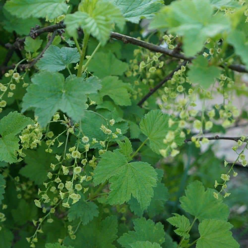 4. Making Currant Jam