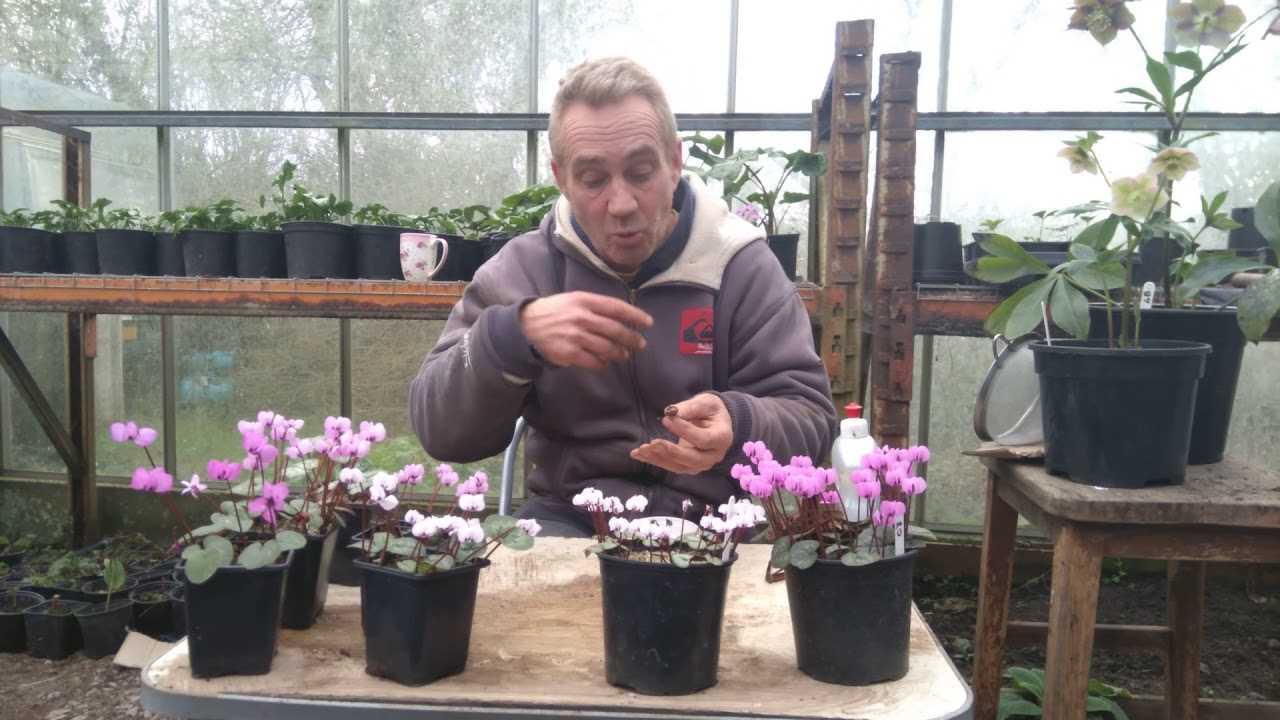 Common Pests and Diseases that Affect Cyclamen