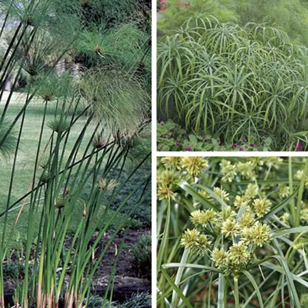 Pruning and Propagation Techniques for Cyperus