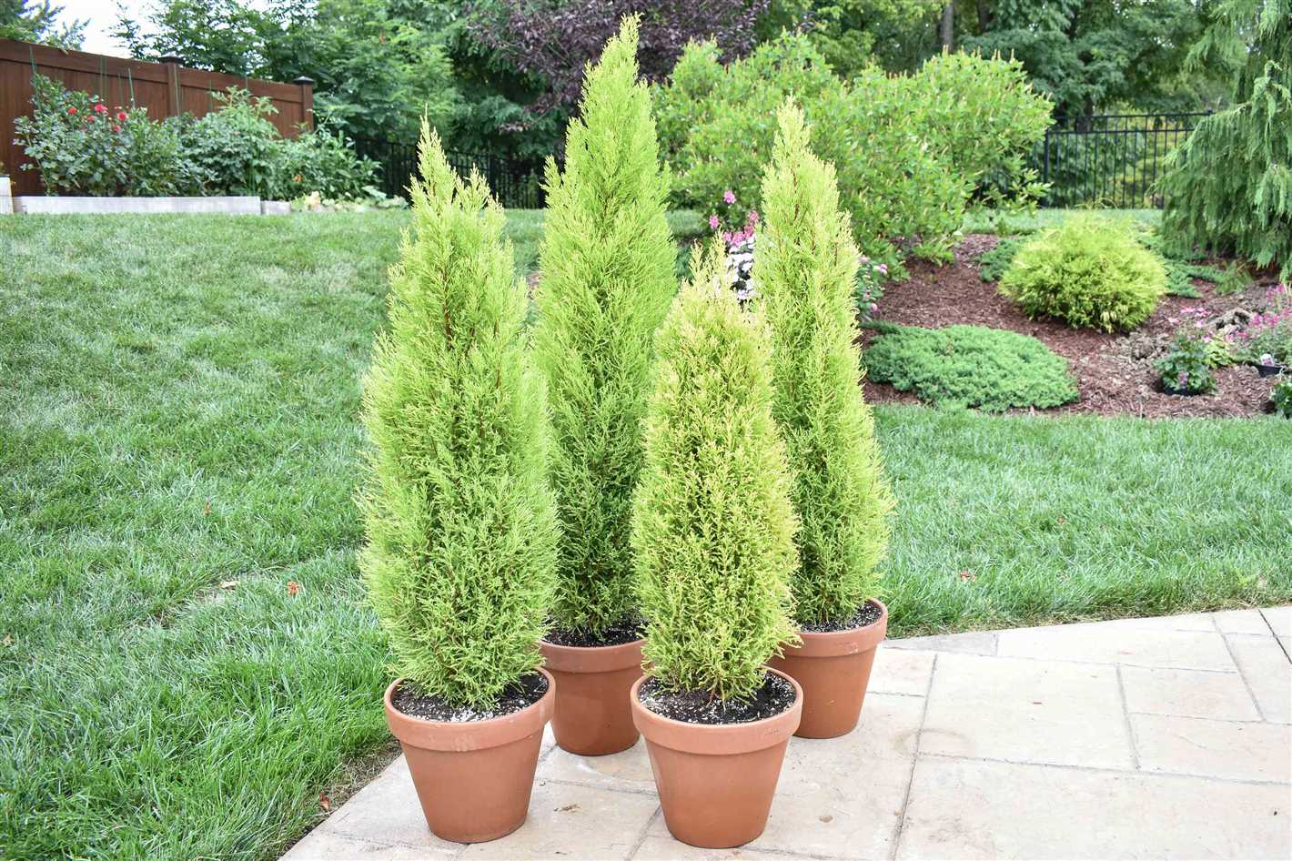 Cypress: Growing, Propagation, Species, and Varieties