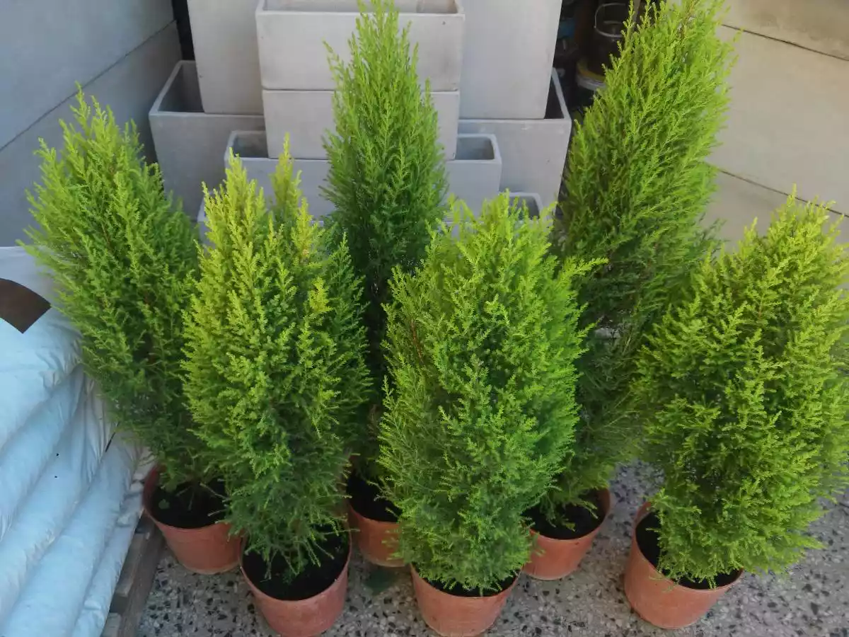 Growing Cypress