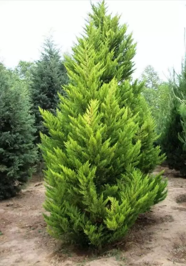 Best Growing Conditions for Cypress