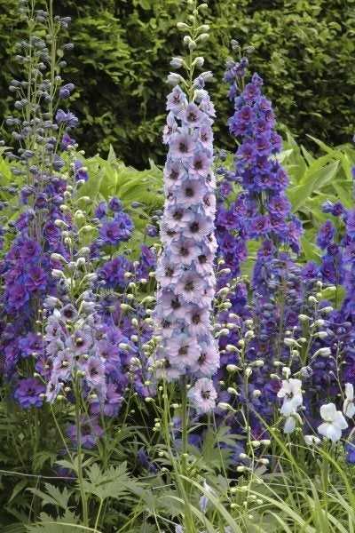 What are Delphiniums?