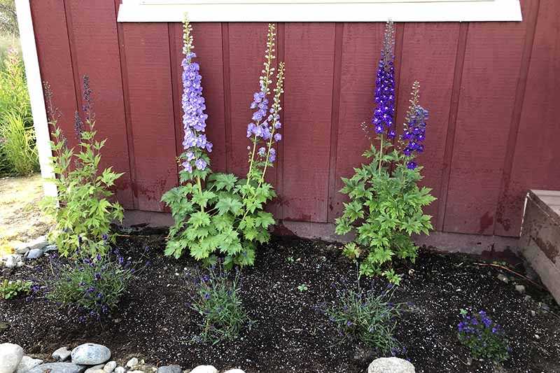 Delphiniums: growing from seeds in the garden
