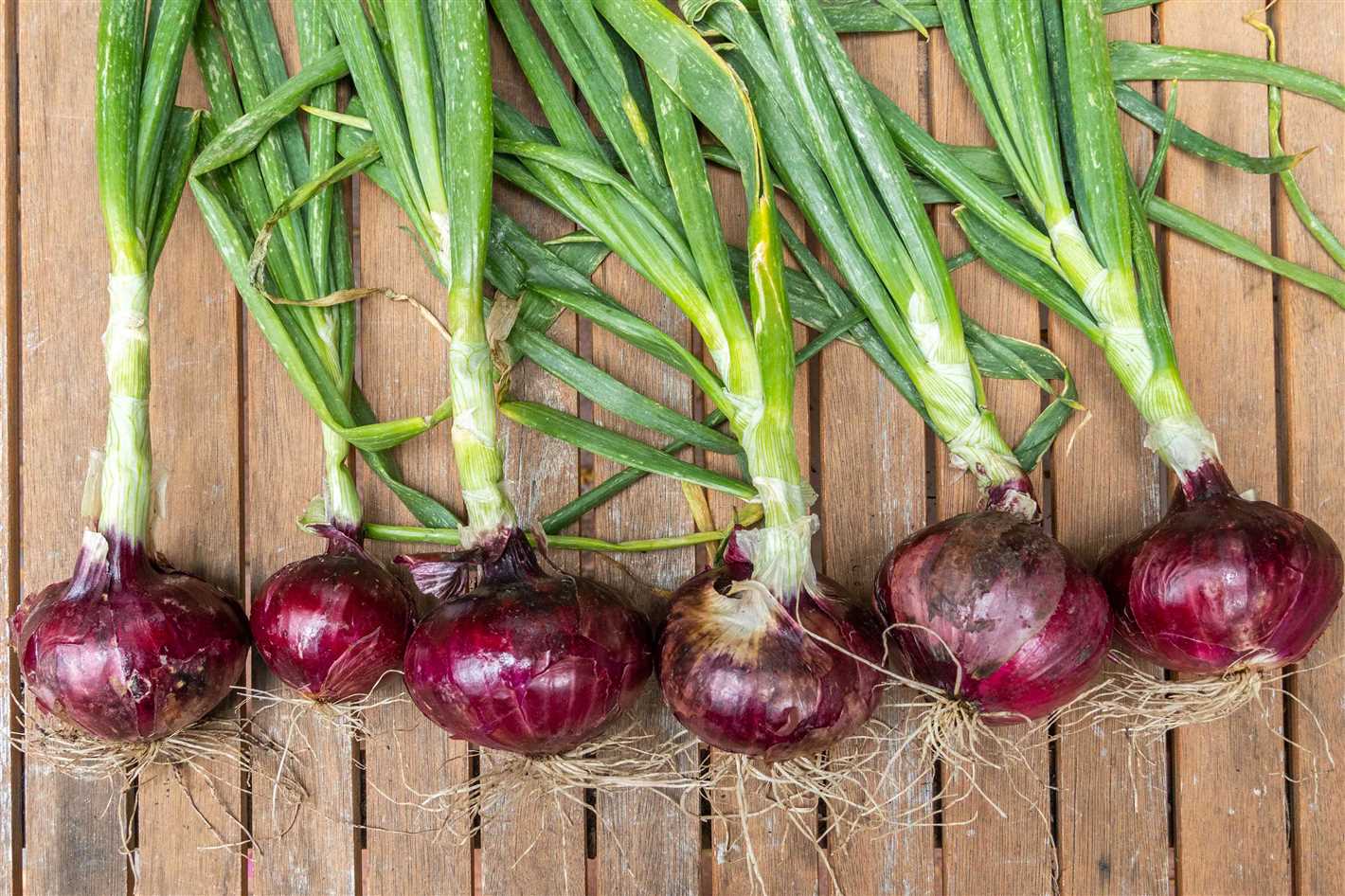 Harvesting and Storing Winter Onions