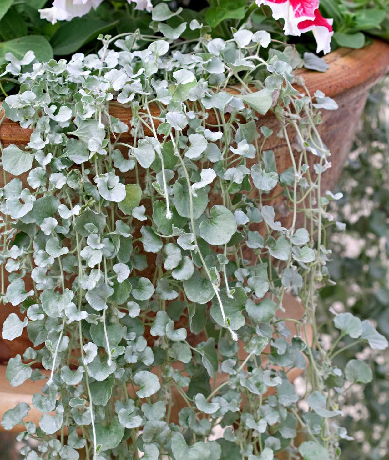 3. Drying for Tea