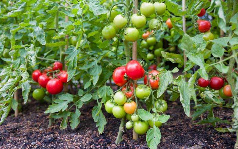 1. Tomato Mountain Magic