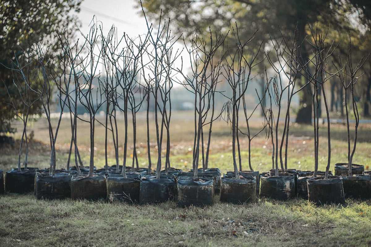 7. Protect Container Plants