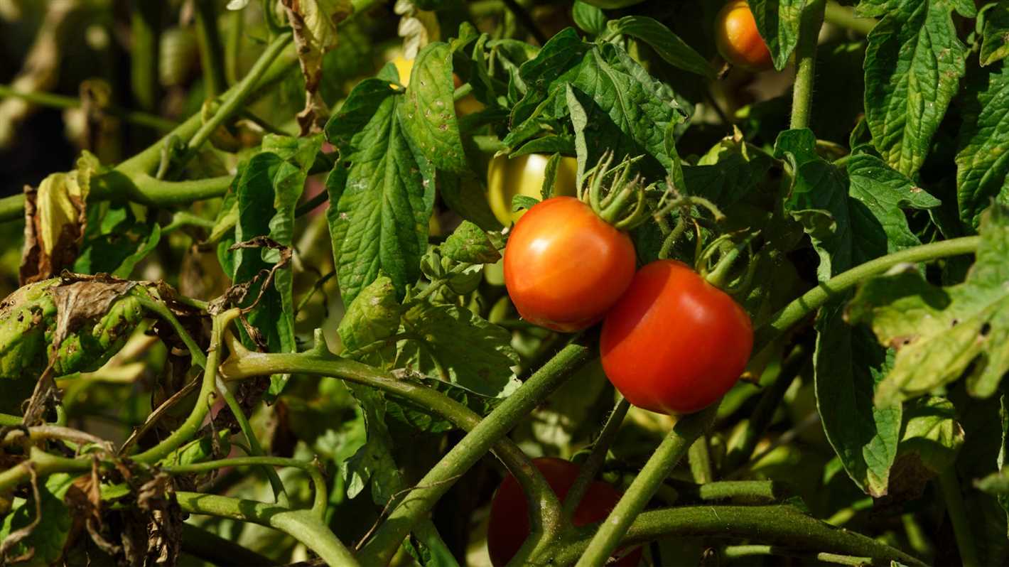 Flowering and Fruit Development Stage