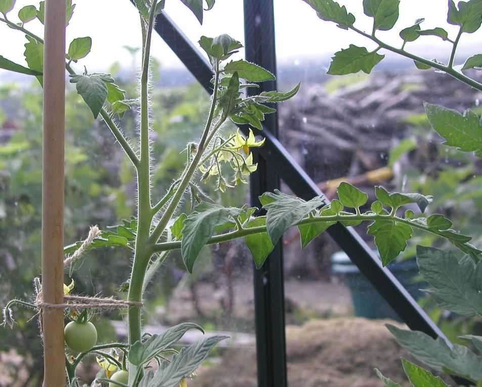 Tomato Plant Type