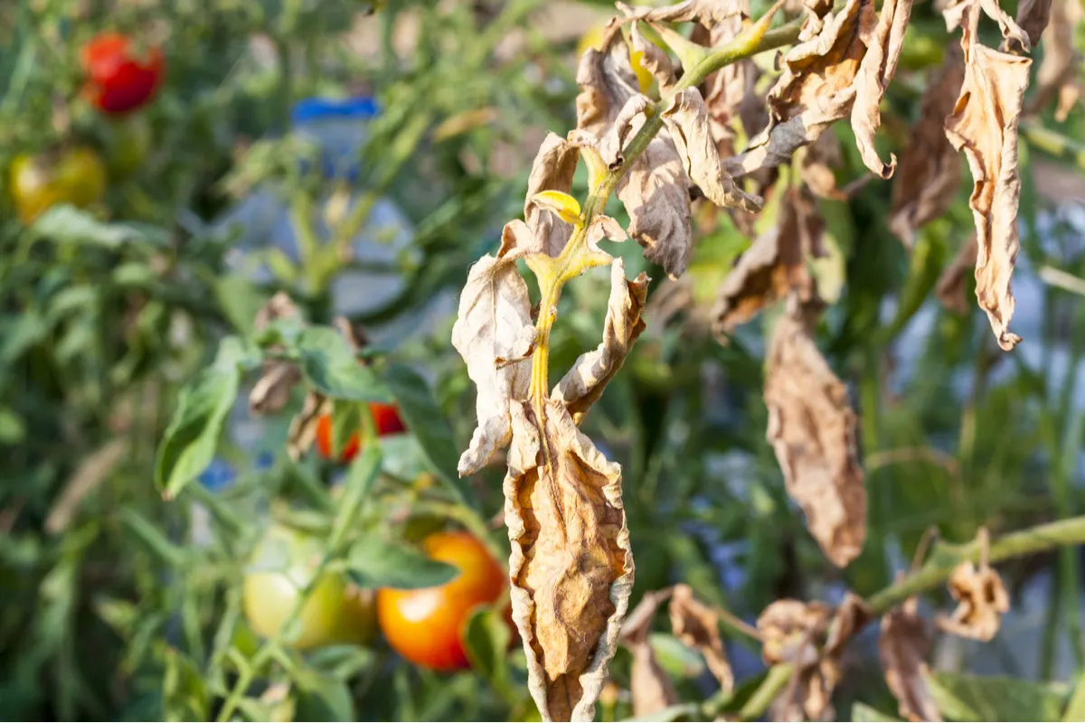 How Many Tomato Leaves to Remove?