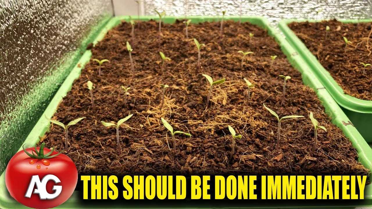 7. Plant Tomato Seedlings in the Garden