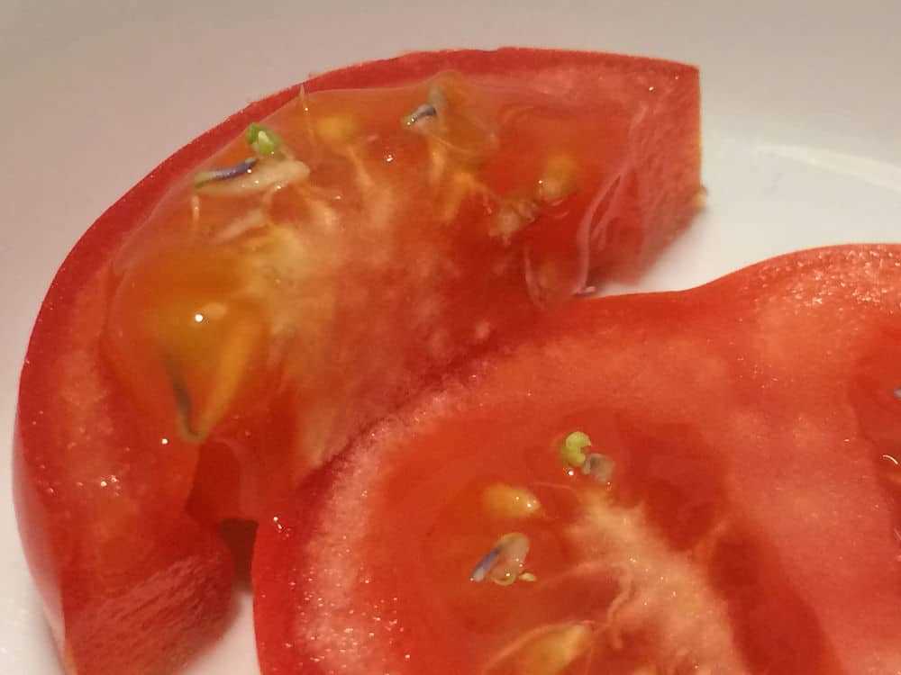 Protecting Tomato Seedlings from Pests