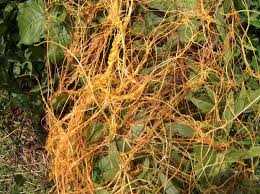 Controlling Dodder Infestations