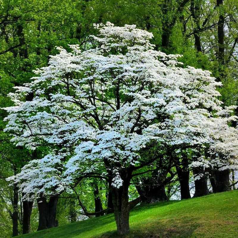 Planting Dogwood Trees: Tips for Success