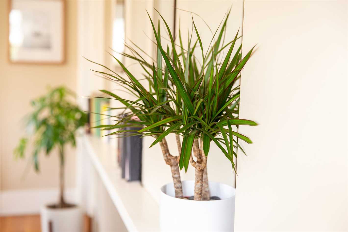 1. Assess the Lighting Needs of Your Dracaena