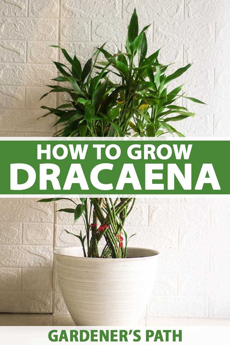 dracaena home how to care