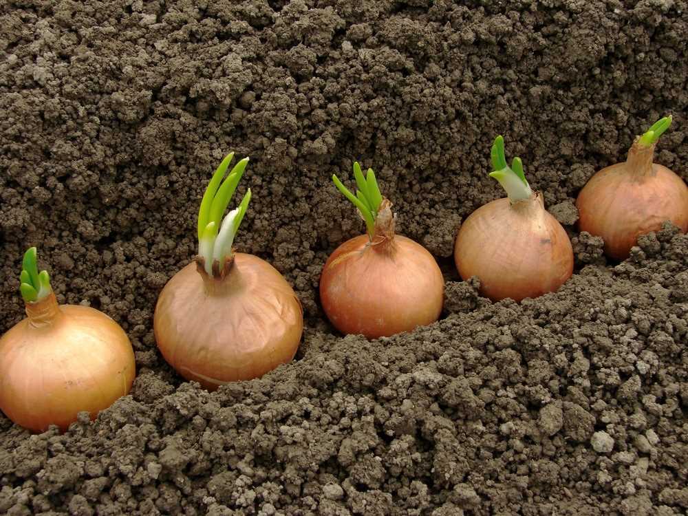 Importance of Onion Seedlings