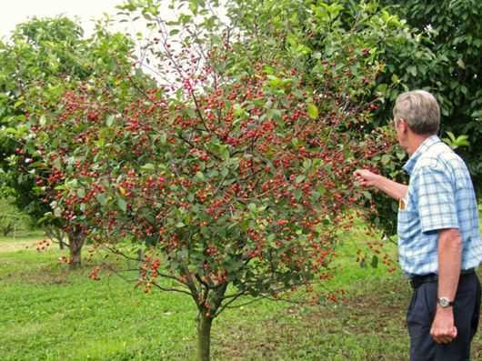 Planting Dwarf Apple Trees