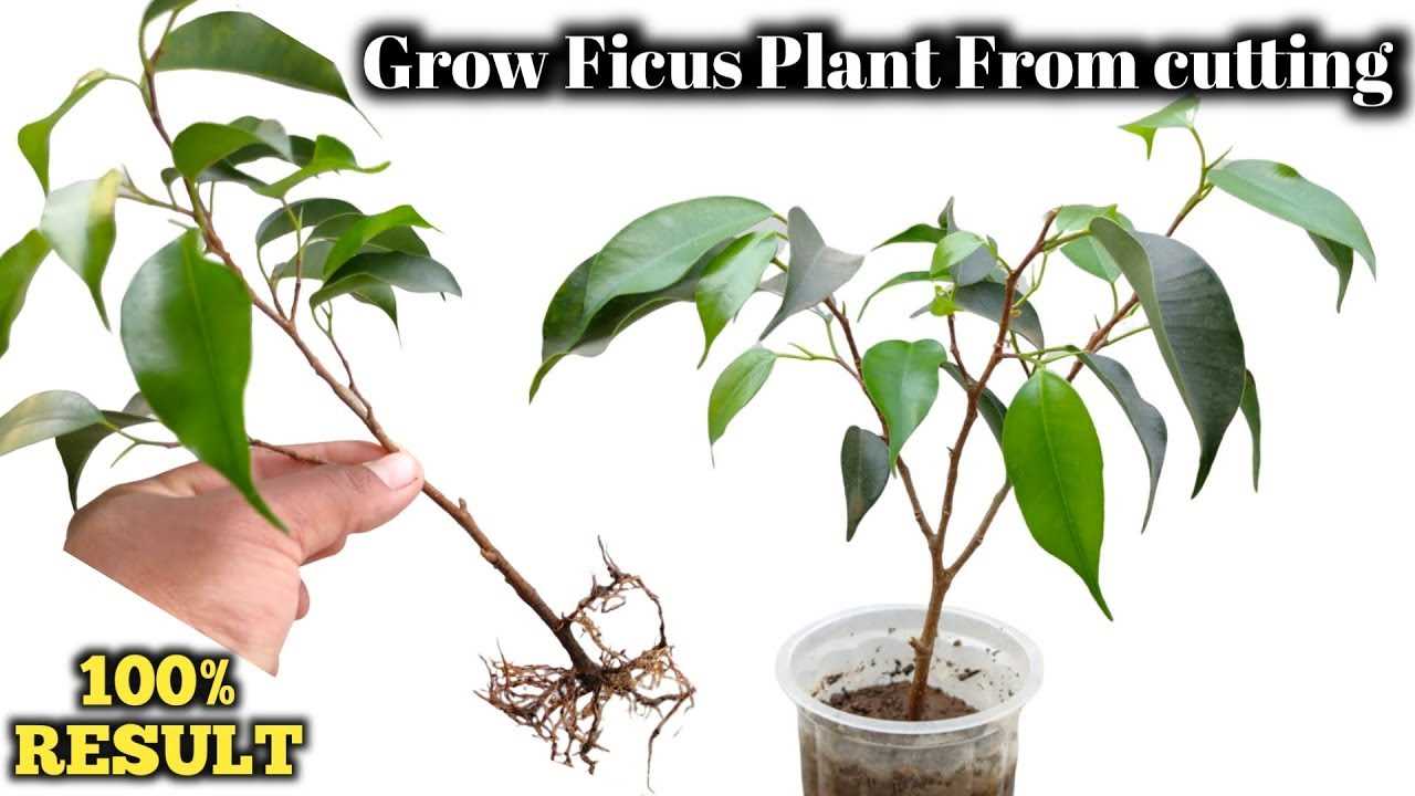 easy way to propagate ficus cuttings root quickl num799p0