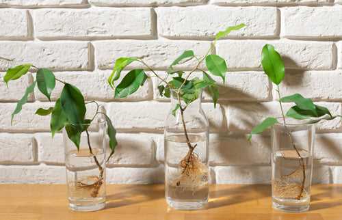 Benefits of using cuttings