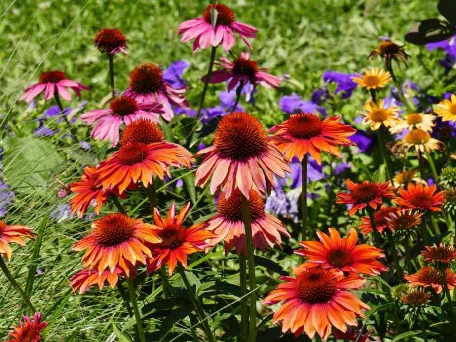 Caring for Echinacea Plants