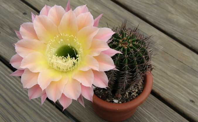 echinopsis home care