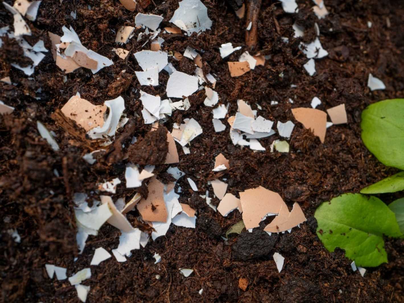 The Benefits of Using Eggshells as Natural Fertiliser