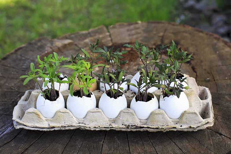 4. Protect Seedlings