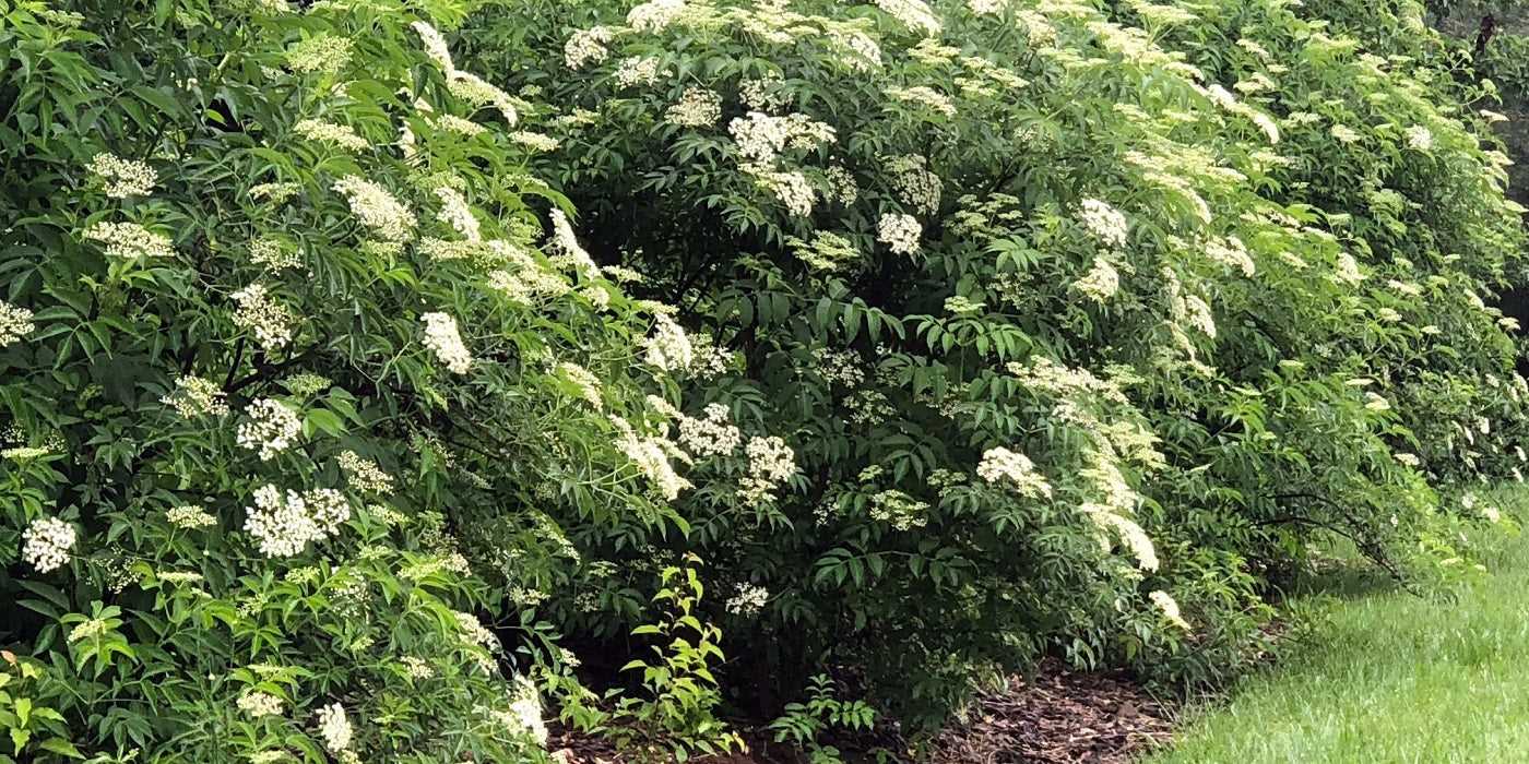 Using Elderberries: