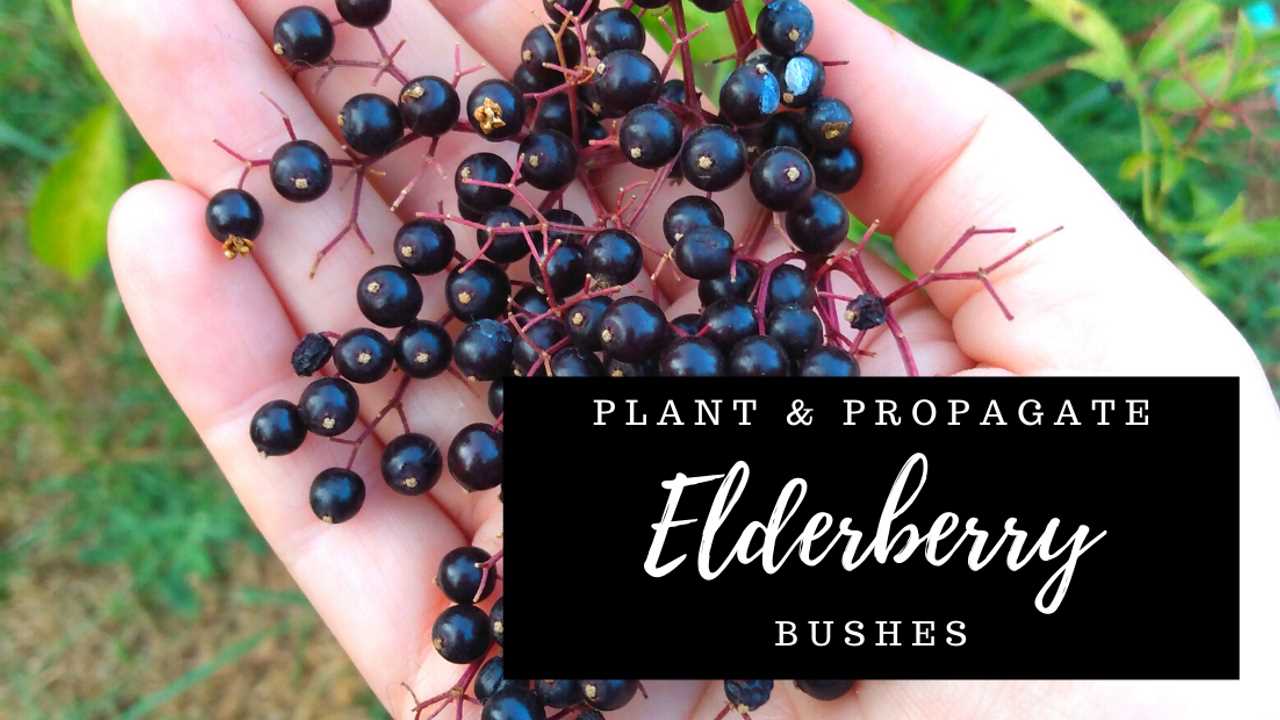 Harvesting and Using Elderberries: Enjoying the Fruits of Your Labor