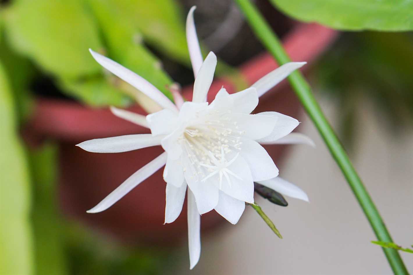 Epiphyllum: care at home