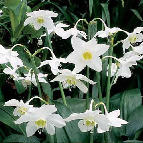 eucharis cultivation species and varieties tcoo4r66