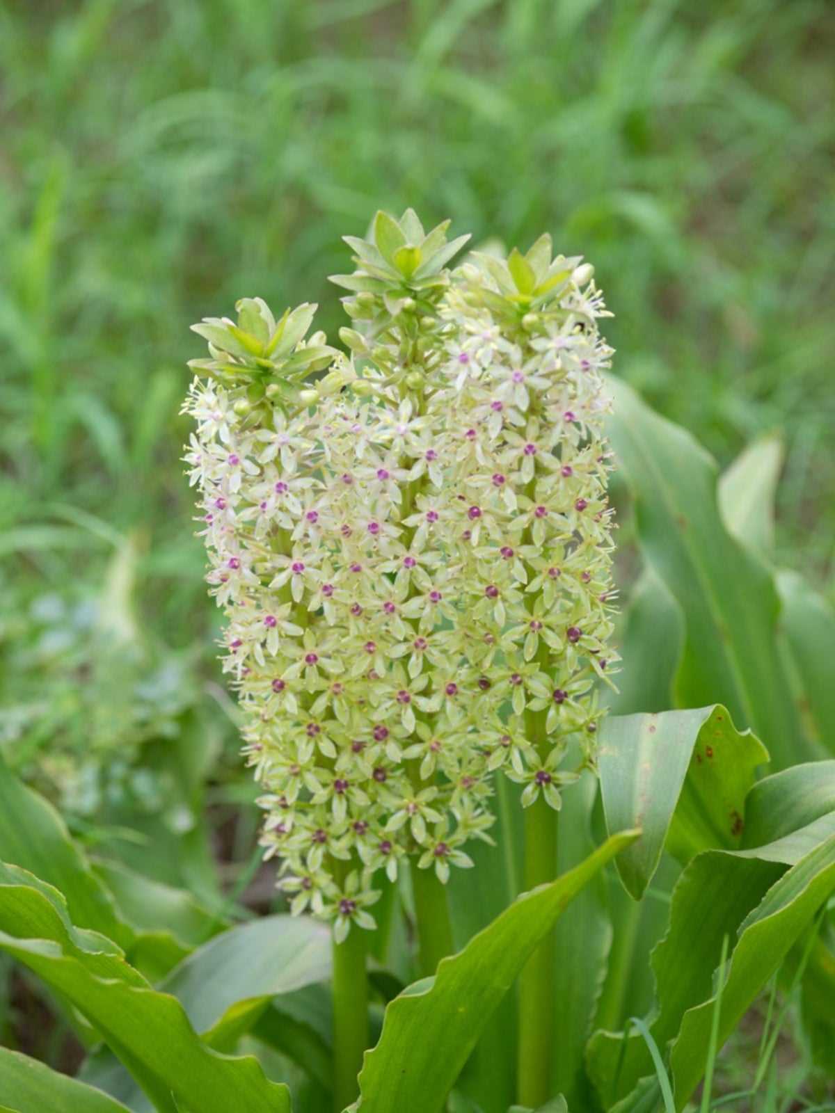 eucomis cultivation and care in the garden h8le4m6b