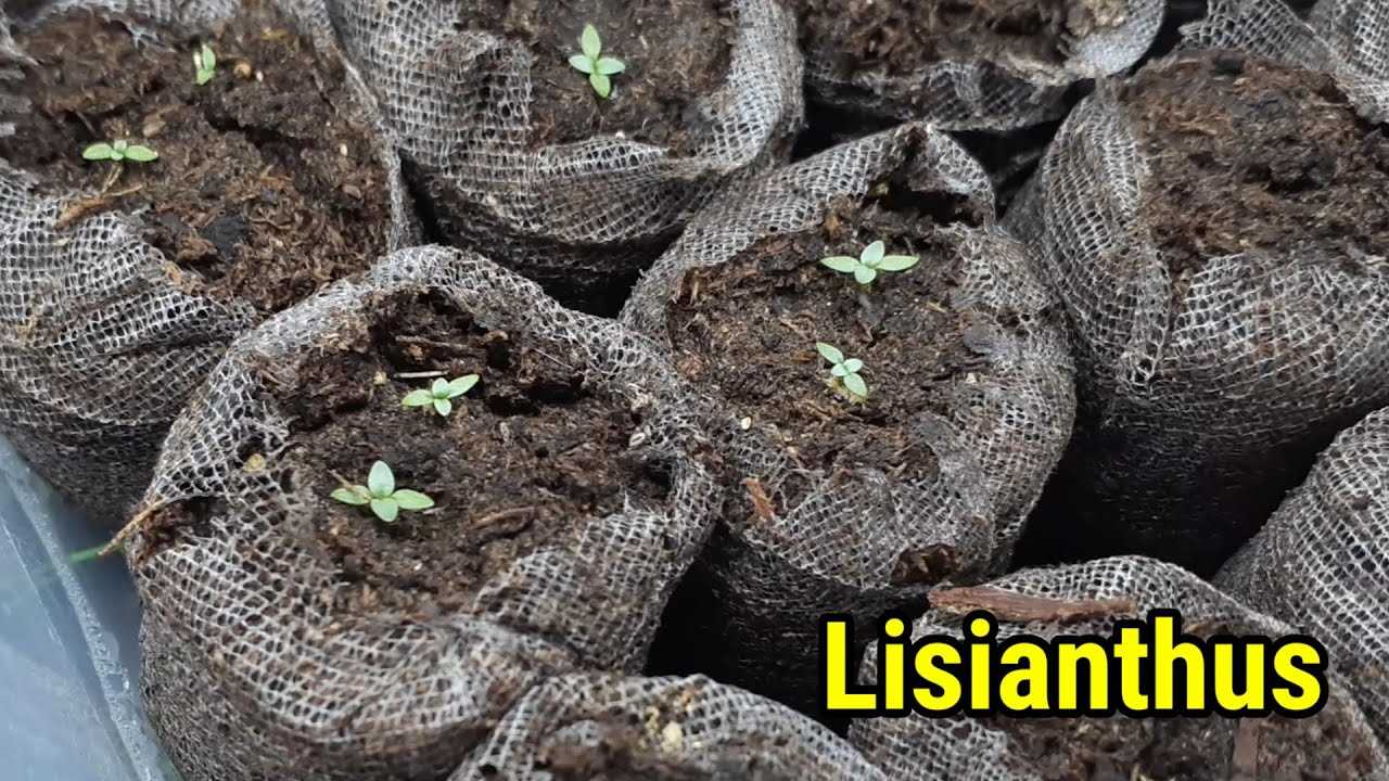 Planting the Seedlings