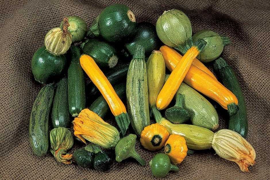 Enjoying Yellow Courgettes