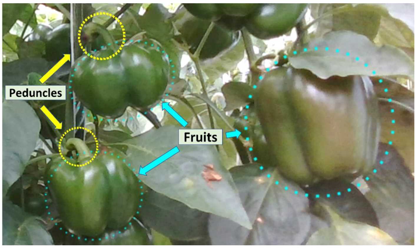 4. Transplant Seedlings