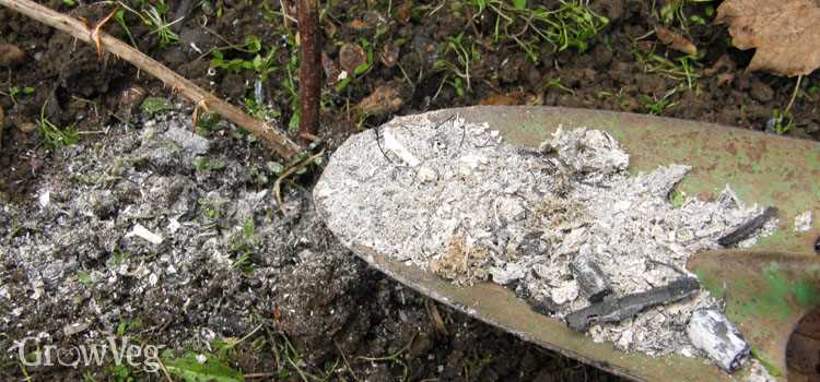 Tips for Applying Wood Ash and Boric Acid