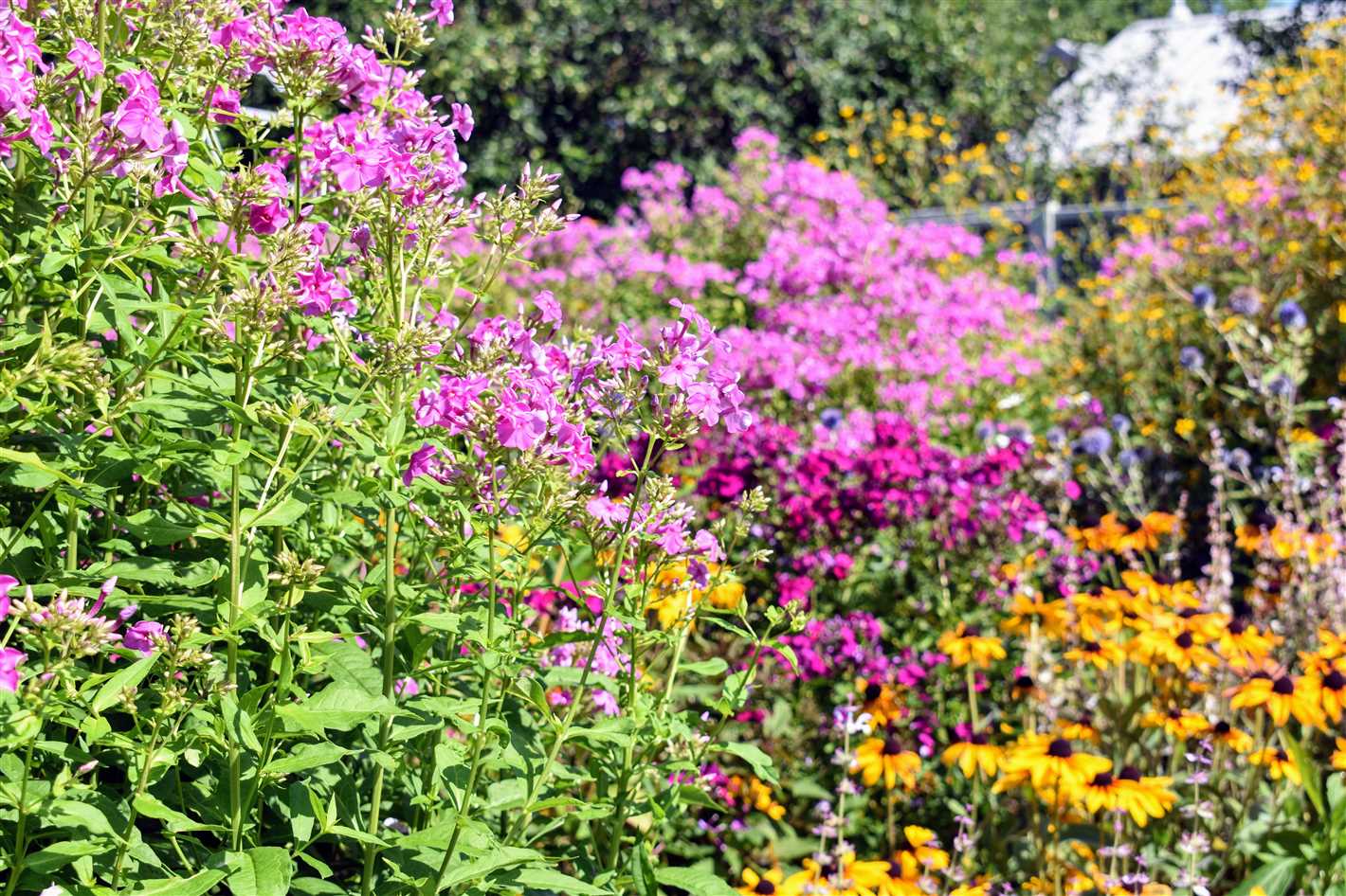 Lush Foliage and Vibrant Blooms