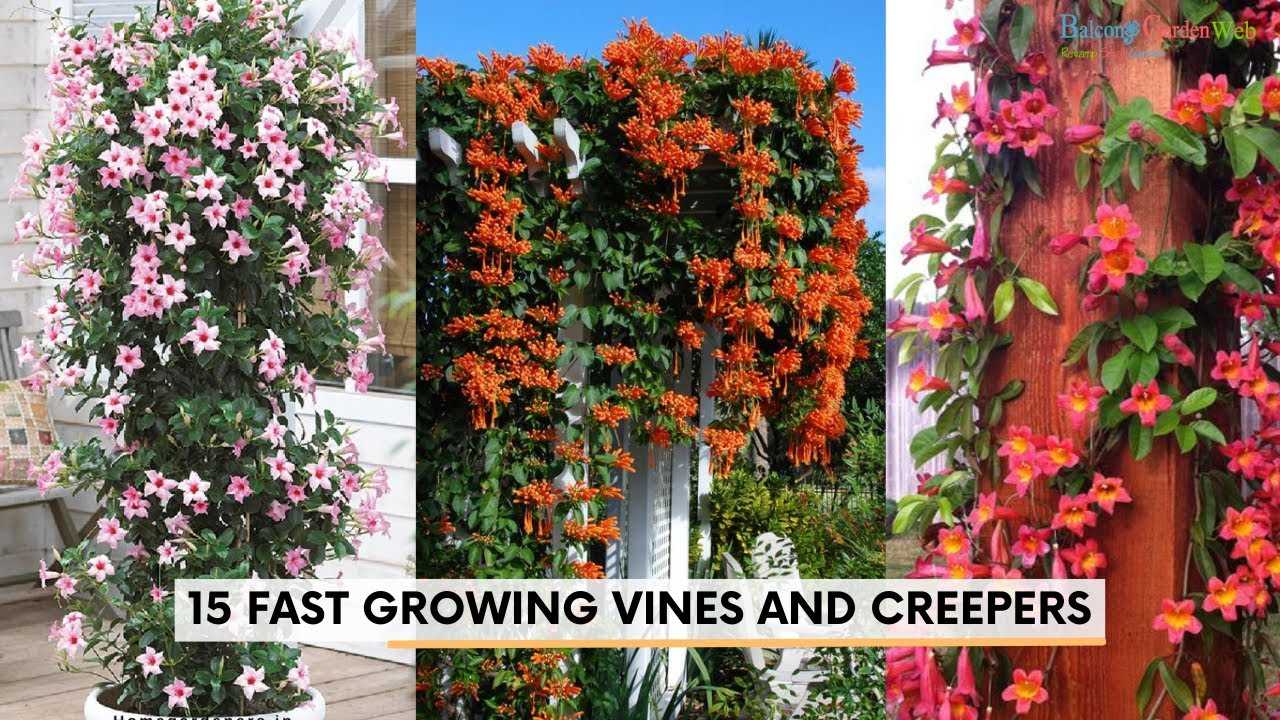 fast growing vines beauty or hassle 6ygckkma
