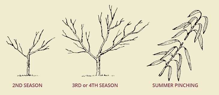 5. Structural Pruning