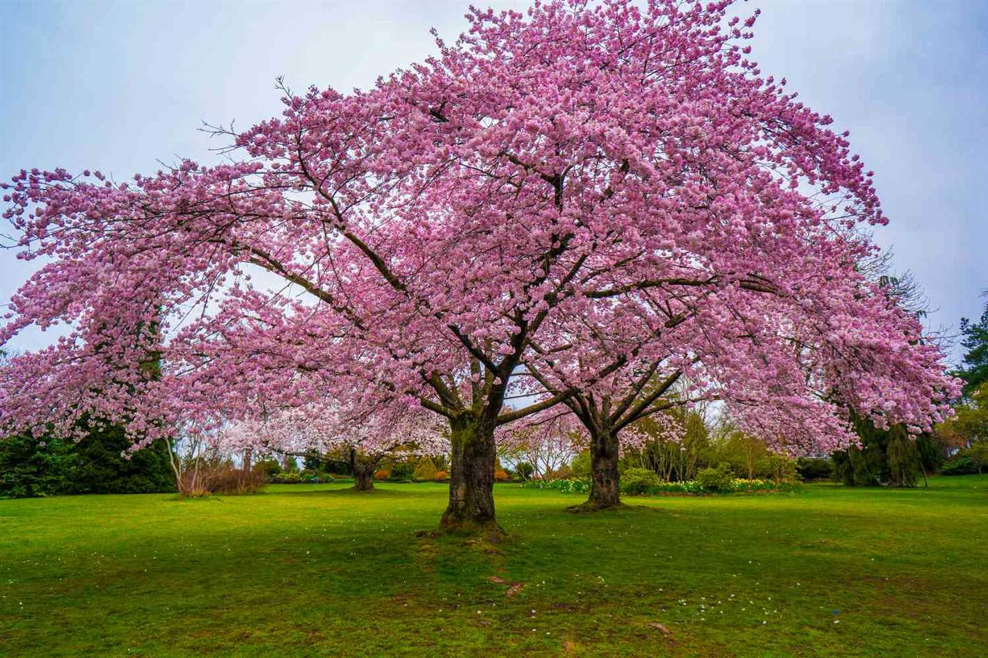 Hiring Professional Cherry Pruning Services