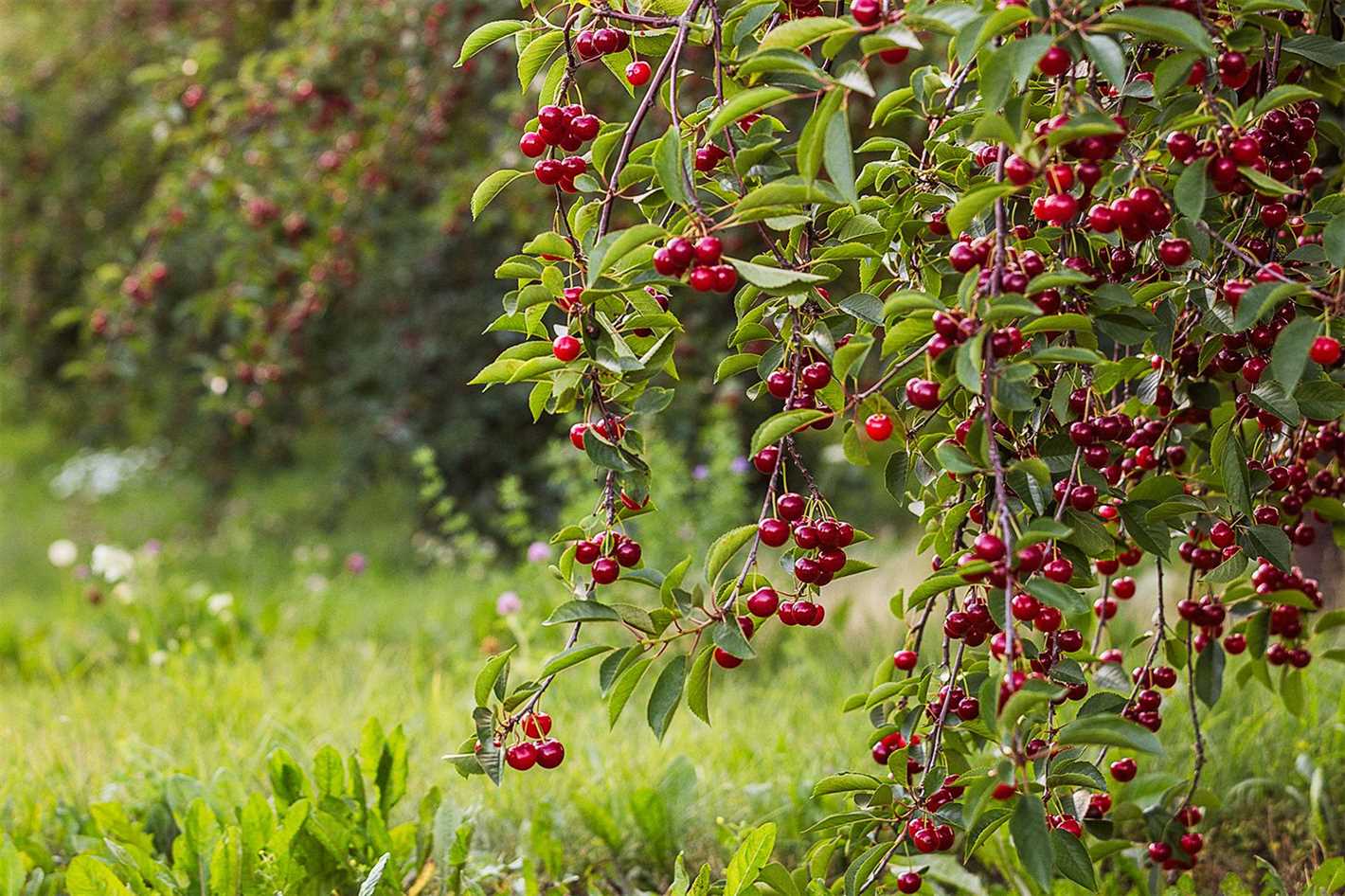 2. Thinning Pruning