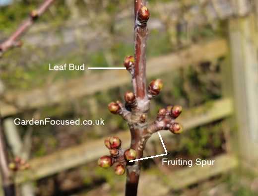 When to Prune Cherry Trees