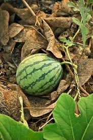 Harvesting and Storage Tips for Melons and Watermelons